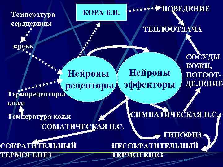 КОРА Б. П. Температура сердцевины ПОВЕДЕНИЕ ТЕПЛООТДАЧА кровь Нейроны рецепторы Нейроны эффекторы СОСУДЫ КОЖИ,