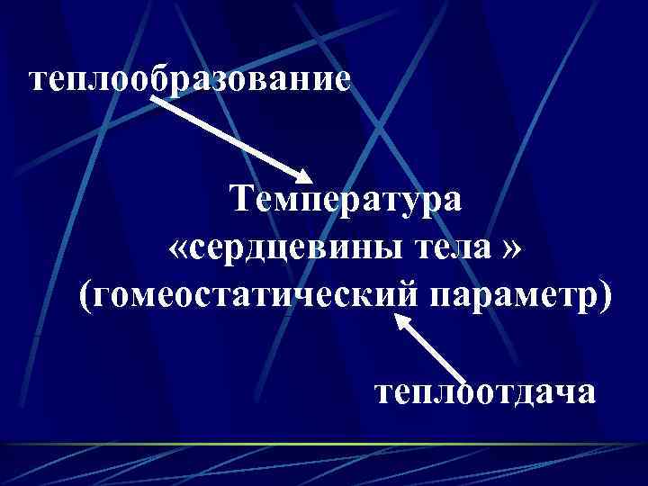 теплообразование Температура «сердцевины тела » (гомеостатический параметр) теплоотдача 