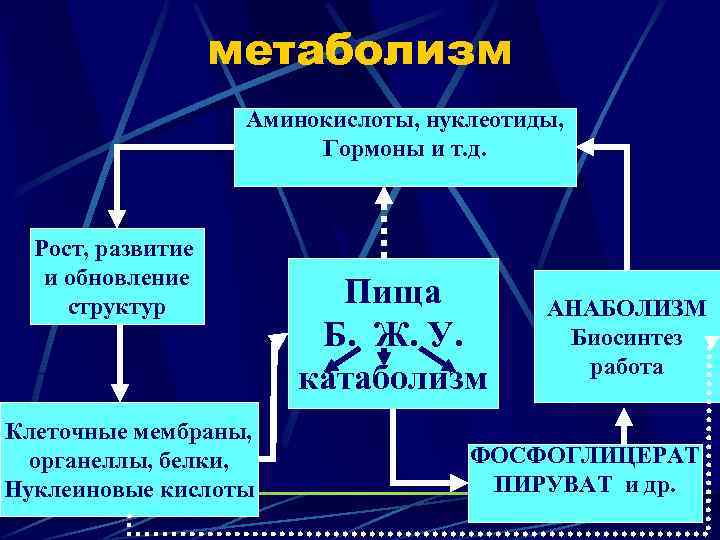 метаболизм Аминокислоты, нуклеотиды, Гормоны и т. д. Рост, развитие и обновление структур Клеточные мембраны,