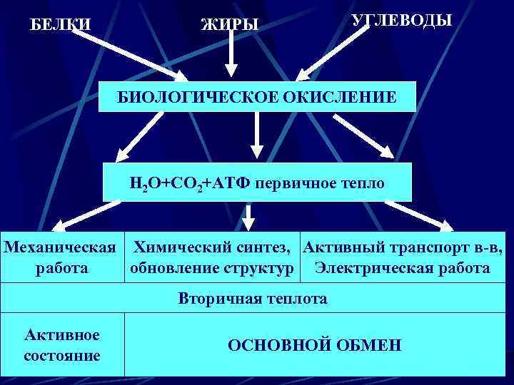 БЕЛКИ ЖИРЫ УГЛЕВОДЫ БИОЛОГИЧЕСКОЕ ОКИСЛЕНИЕ Н 2 О+СО 2+АТФ первичное тепло Механическая Химический синтез,