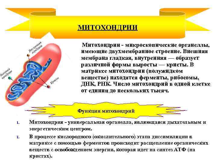 Какие органеллы имеют двухмембранное строение. Внутренняя покрыта рибосомами а гладкая мембрана гладкая.