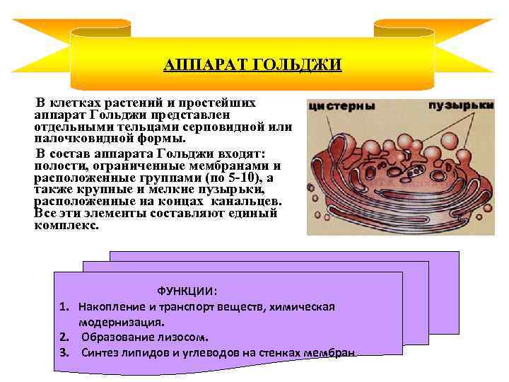АППАРАТ ГОЛЬДЖИ В клетках растений и простейших аппарат Гольджи представлен отдельными тельцами серповидной или