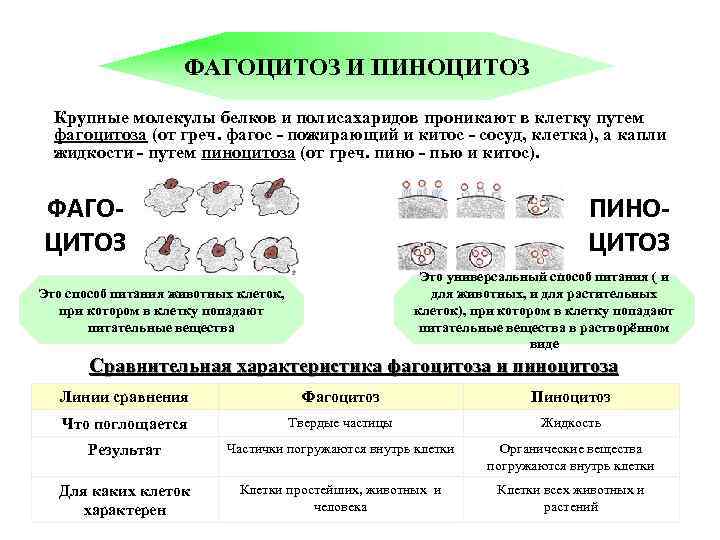 Фагоцитоз и пиноцитоз. Питание клетки фагоцитоз и пиноцитоз. Процесс фагоцитоза и пиноцитоза. Питание клетки пиноцитоз и. Пиноцитоз характерен для клеток.