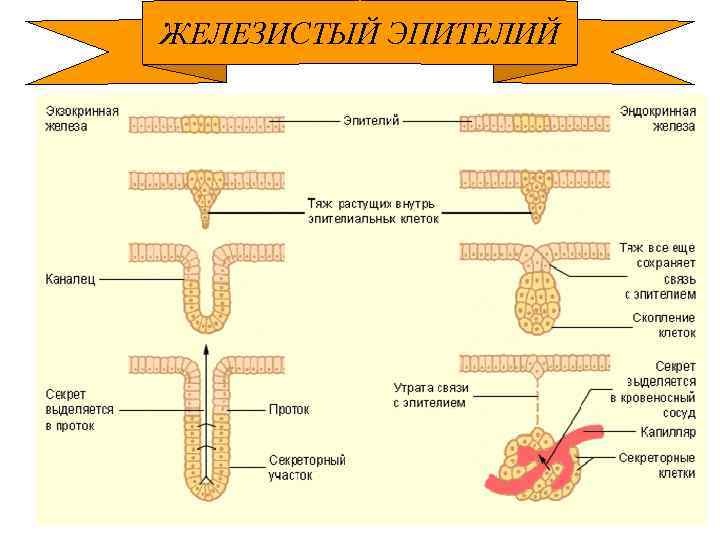 Ткань желез