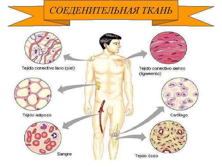 СОЕДЕНИТЕЛЬНАЯ ТКАНЬ 