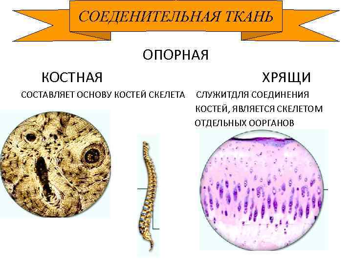 СОЕДЕНИТЕЛЬНАЯ ТКАНЬ ОПОРНАЯ КОСТНАЯ СОСТАВЛЯЕТ ОСНОВУ КОСТЕЙ СКЕЛЕТА ХРЯЩИ СЛУЖИТДЛЯ СОЕДИНЕНИЯ КОСТЕЙ, ЯВЛЯЕТСЯ СКЕЛЕТОМ