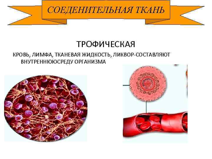 СОЕДЕНИТЕЛЬНАЯ ТКАНЬ ТРОФИЧЕСКАЯ КРОВЬ, ЛИМФА, ТКАНЕВАЯ ЖИДКОСТЬ, ЛИКВОР-СОСТАВЛЯЮТ ВНУТРЕННЮЮСРЕДУ ОРГАНИЗМА 