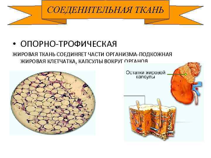 СОЕДЕНИТЕЛЬНАЯ ТКАНЬ • ОПОРНО-ТРОФИЧЕСКАЯ ЖИРОВАЯ ТКАНЬ СОЕДИНЯЕТ ЧАСТИ ОРГАНИЗМА-ПОДКОЖНАЯ ЖИРОВАЯ КЛЕТЧАТКА, КАПСУЛЫ ВОКРУГ ОРГАНОВ…