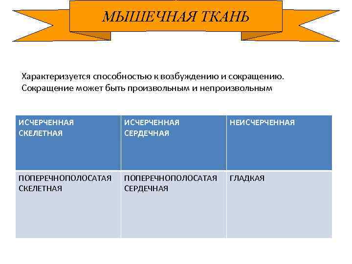 МЫШЕЧНАЯ ТКАНЬ Характеризуется способностью к возбуждению и сокращению. Сокращение может быть произвольным и непроизвольным
