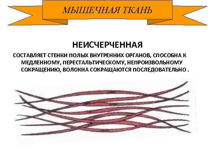 МЫШЕЧНАЯ ТКАНЬ НЕИСЧЕРЧЕННАЯ СОСТАВЛЯЕТ СТЕНКИ ПОЛЫХ ВНУТРЕННИХ ОРГАНОВ, СПОСОБНА К МЕДЛЕННОМУ, ПЕРЕСТАЛЬТИЧЕСКОМУ, НЕПРОИЗВОЛЬНОМУ СОКРАЩЕНИЮ,
