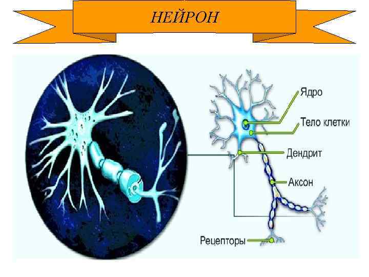 НЕЙРОН 