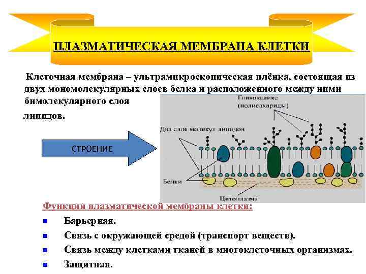 ПЛАЗМАТИЧЕСКАЯ МЕМБРАНА КЛЕТКИ Клеточная мембрана – ультрамикроскопическая плёнка, состоящая из двух мономолекулярных слоев белка