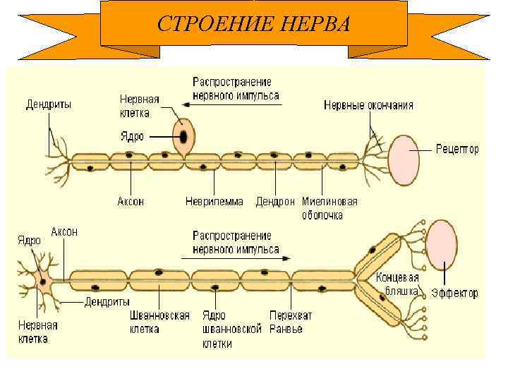 СТРОЕНИЕ НЕРВА 