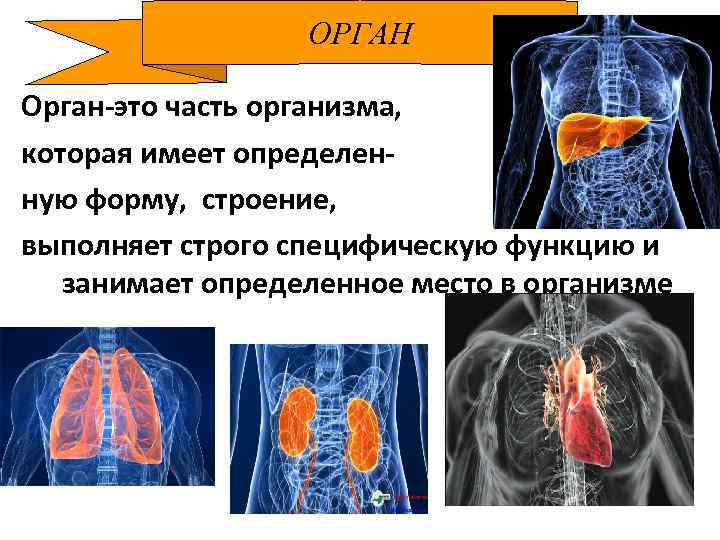 ОРГАН Орган-это часть организма, которая имеет определен- ную форму, строение, выполняет строго специфическую функцию
