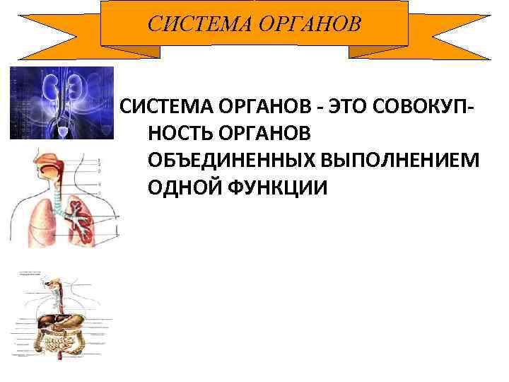 СИСТЕМА ОРГАНОВ - ЭТО СОВОКУПНОСТЬ ОРГАНОВ ОБЪЕДИНЕННЫХ ВЫПОЛНЕНИЕМ ОДНОЙ ФУНКЦИИ 