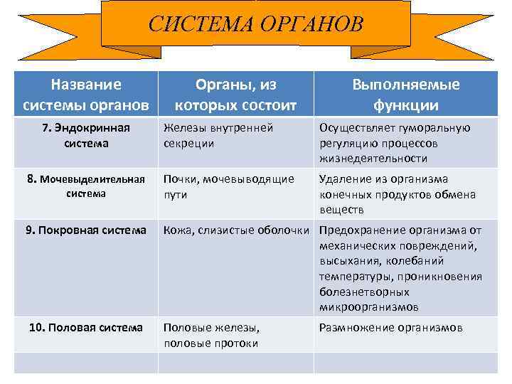 Наименование системы. Название системы органы функции. Системы органов и их функции. Название системы органы из которых она состоит функции. Органы из которых состоит эндокринная система.