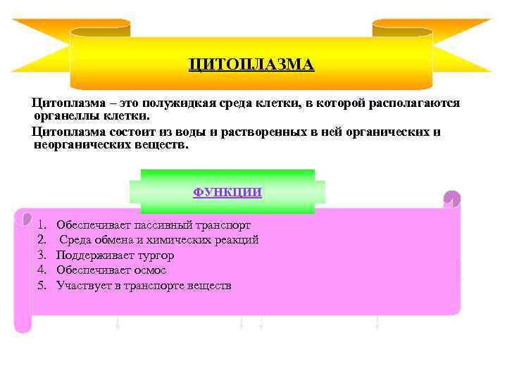 ЦИТОПЛАЗМА Цитоплазма – это полужидкая среда клетки, в которой располагаются органеллы клетки. Цитоплазма состоит