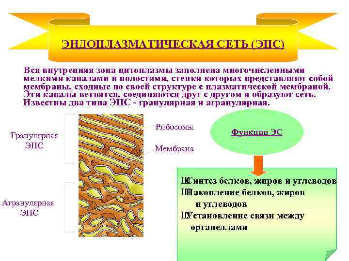 ЭНДОПЛАЗМАТИЧЕСКАЯ СЕТЬ (ЭПС) Вся внутренняя зона цитоплазмы заполнена многочисленными мелкими каналами и полостями, стенки