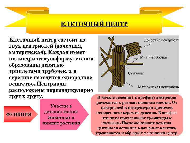 КЛЕТОЧНЫЙ ЦЕНТР Клеточный центр состоит из двух центриолей (дочерняя, материнская). Каждая имеет цилиндрическую форму,