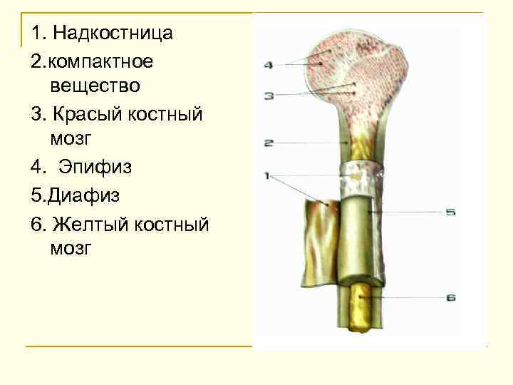 1. Надкостница 2. компактное вещество 3. Красый костный мозг 4. Эпифиз 5. Диафиз 6.