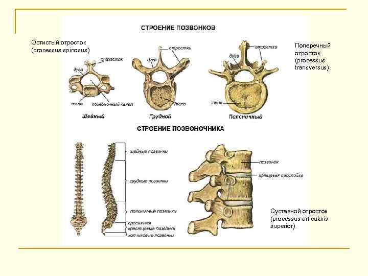 Остистый отросток (processus spinosus) Поперечный отросток (processus transversus) Суставной отросток (processus articularis superior) 