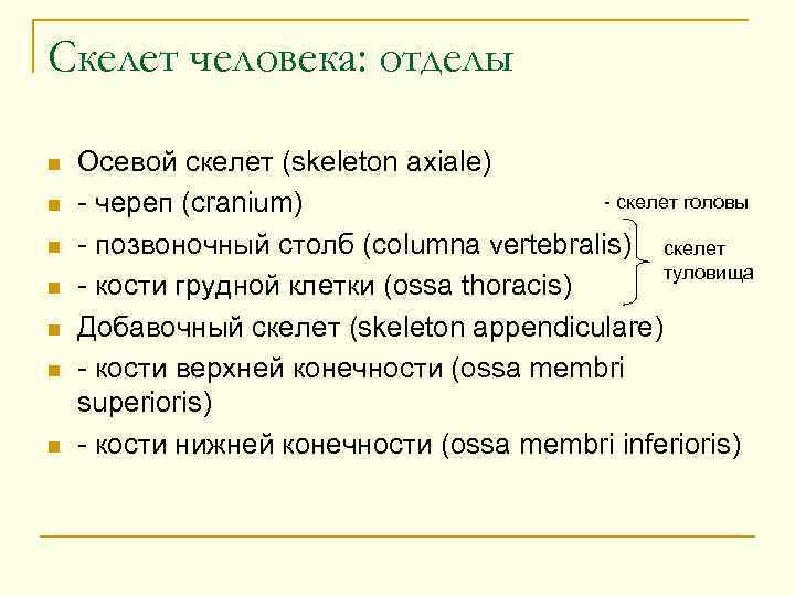 Скелет человека: отделы n n n n Осевой скелет (skeleton axiale) - скелет головы