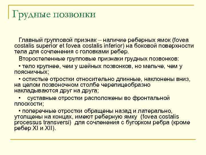 Грудные позвонки Главный групповой признак – наличие реберных ямок (fovea costalis superior et fovea