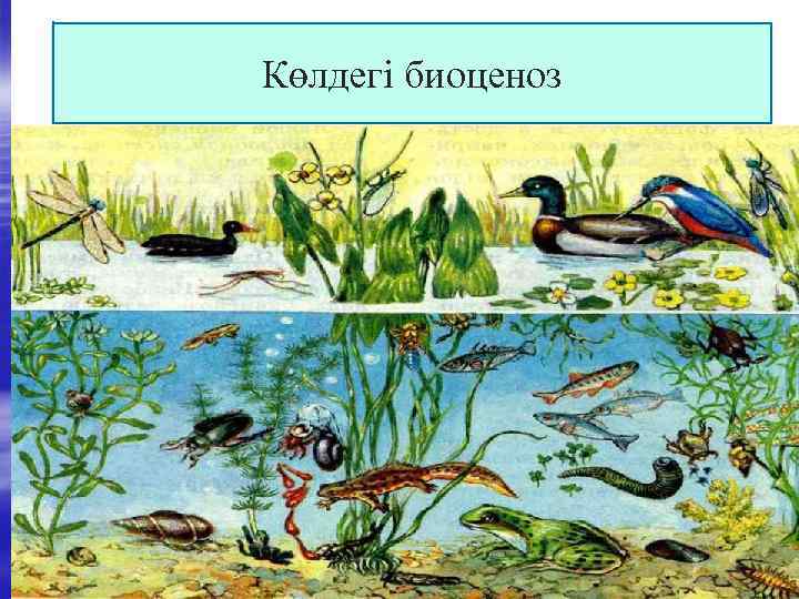 Көлдегі биоценоз 