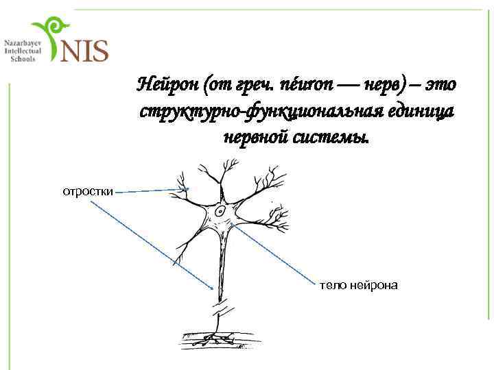 Нейрон (от греч. néuron — нерв) – это структурно-функциональная единица нервной системы. отростки тело