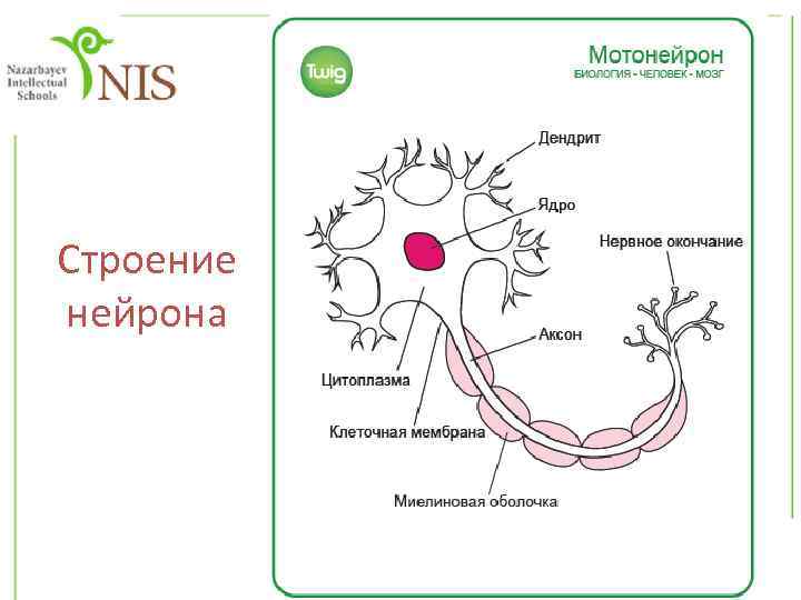 Строение нейрона 