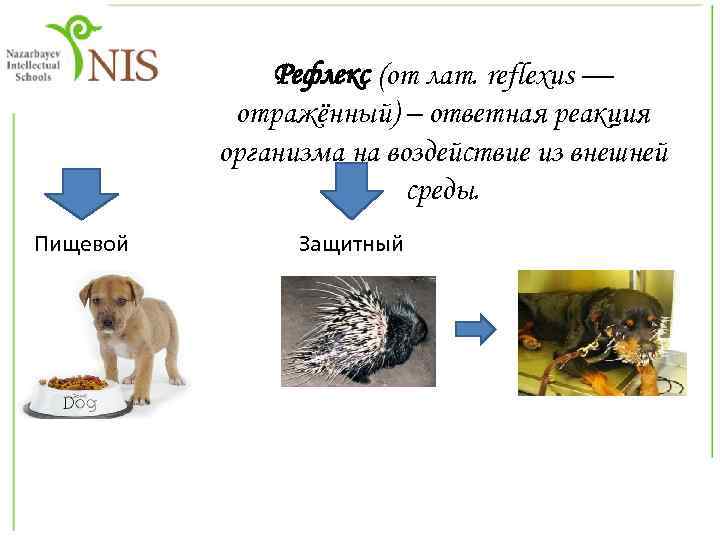 Рефлекс (от лат. reflexus — отражённый) – ответная реакция организма на воздействие из внешней