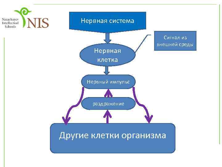 Нервная система Нервная клетка Сигнал из внешней среды Нервный импульс раздражение Другие клетки организма