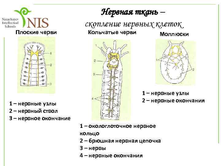 Плоские черви 1 – нервные узлы 2 – нервный ствол 3 – нервное окончание