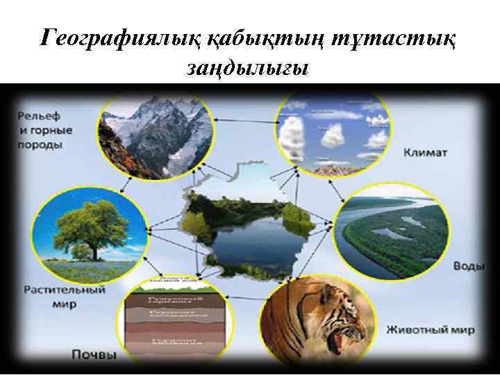 Примеры взаимосвязей между компонентами природы в тайге