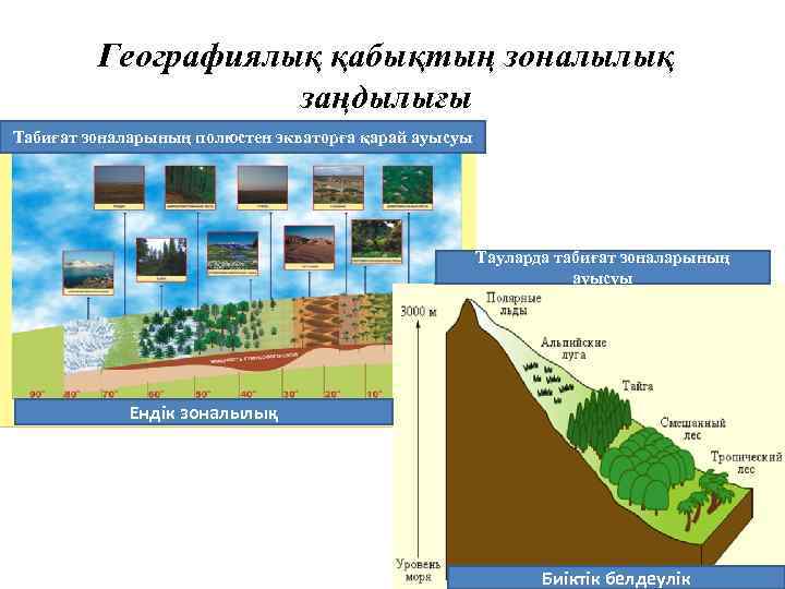 Географиялық қабықтың зоналылық заңдылығы Табиғат зоналарының полюстен экваторға қарай ауысуы Тауларда табиғат зоналарының ауысуы