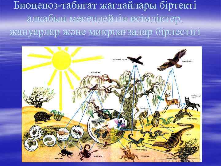 Биоценоз-табиғат жағдайлары біртекті алқабын мекендейтін өсімдіктер, жануарлар және микроағзалар бірлестігі 