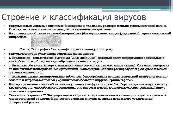 Строение и классификация вирусов • • • Вирусы нельзя увидеть в оптический микроскоп, так