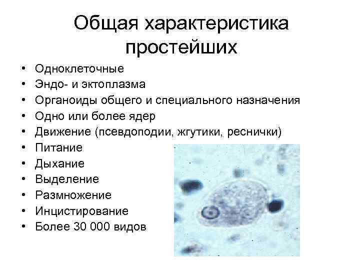 Общая характеристика простейших • • • Одноклеточные Эндо- и эктоплазма Органоиды общего и специального