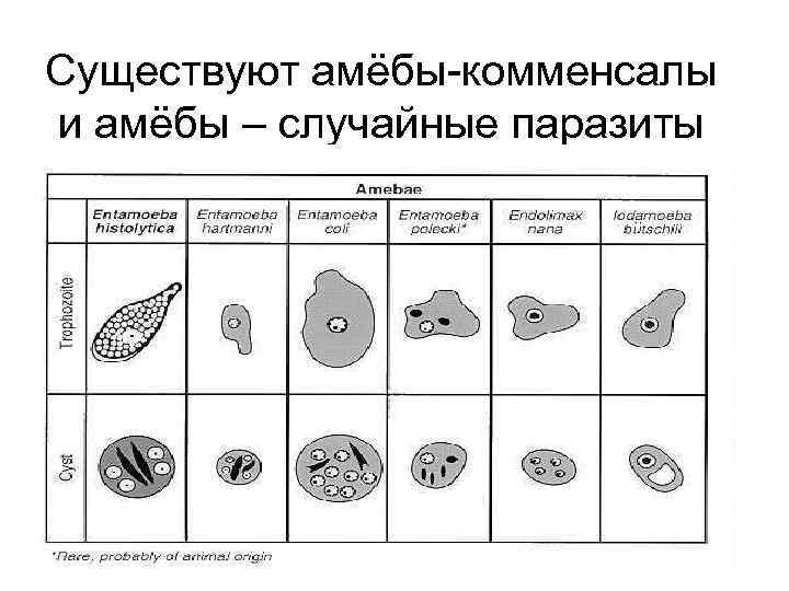 Существуют амёбы-комменсалы и амёбы – случайные паразиты 