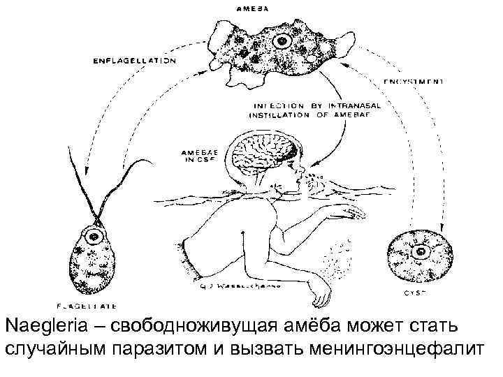 Naegleria – свободноживущая амёба может стать случайным паразитом и вызвать менингоэнцефалит 