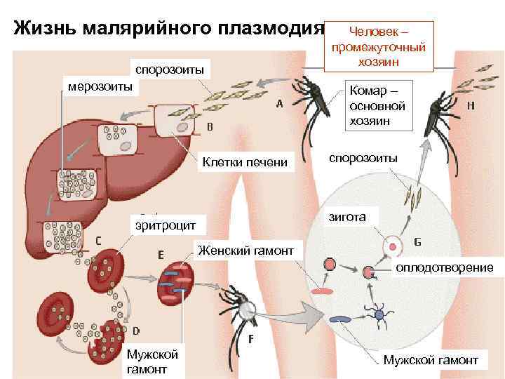 Жизнь малярийного плазмодия спорозоиты мерозоиты Человек – промежуточный хозяин Комар – основной хозяин Клетки