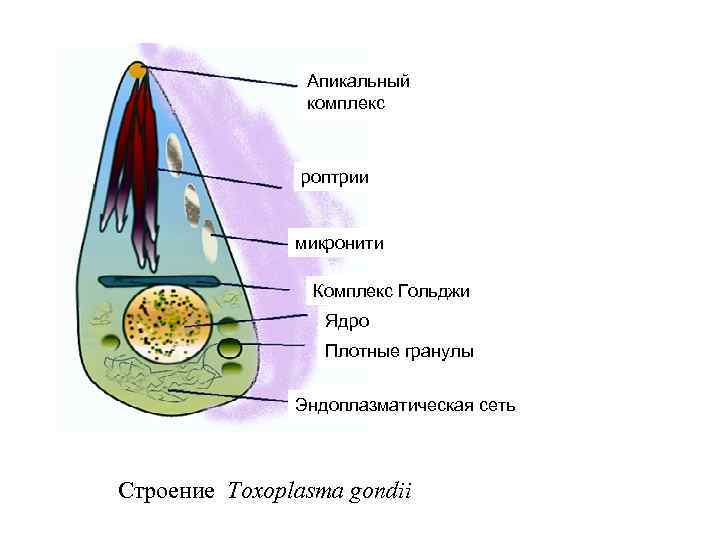 Апикальный комплекс роптрии микронити Комплекс Гольджи Ядро Плотные гранулы Эндоплазматическая сеть Строение Toxoplasma gondii