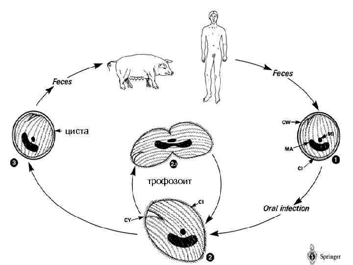 циста трофозоит 