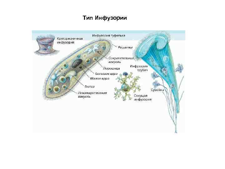 Тип инфузории 7 класс презентация