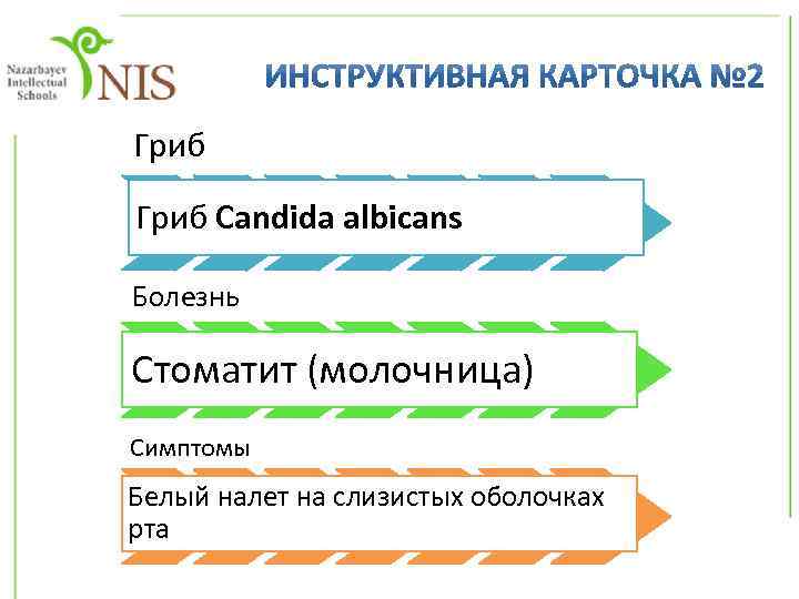 Гриб Candida albicans Болезнь Стоматит (молочница) Симптомы Белый налет на слизистых оболочках рта 