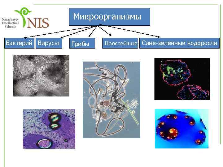 Микроорганизмы Бактерий Вирусы Грибы Простейшие Сине-зеленные водоросли 