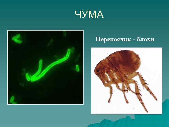 ЧУМА Переносчик - блохи 