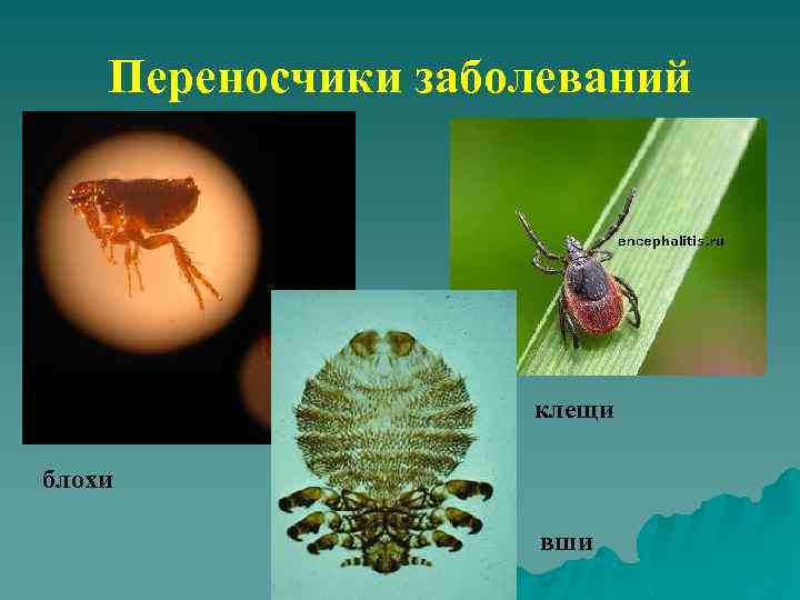 Переносчики заболеваний клещи блохи вши 