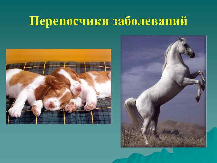 Переносчики заболеваний 