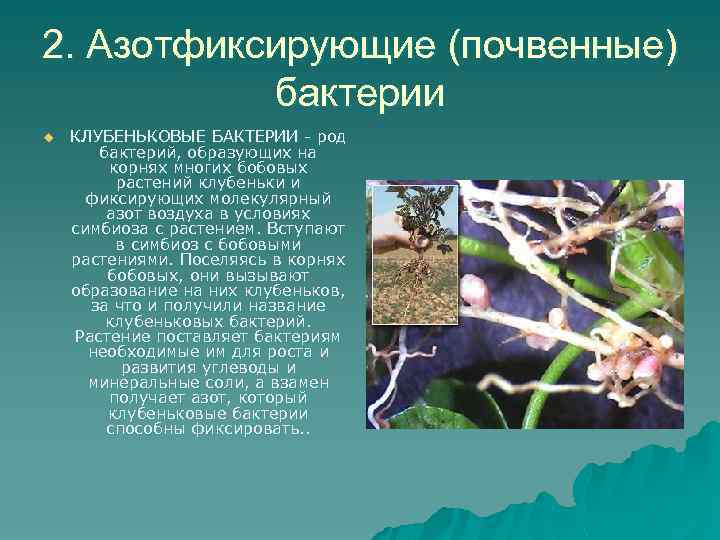 2. Азотфиксирующие (почвенные) бактерии u КЛУБЕНЬКОВЫЕ БАКТЕРИИ - род бактерий, образующих на корнях многих